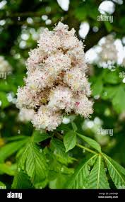 Attēlu rezultāti vaicājumam “Aesculus hippocastanum flower”