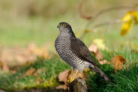 Attēlu rezultāti vaicājumam “Accipiter nisus female”