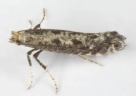 Attēlu rezultāti vaicājumam “Parornix anglicella”