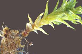 Attēlu rezultāti vaicājumam “Didymodon fallax var. brevifolius”