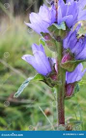Attēlu rezultāti vaicājumam “Campanula cervicaria flower”