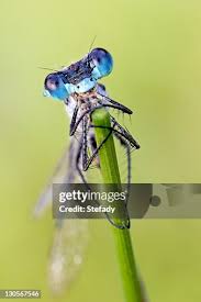 Attēlu rezultāti vaicājumam “Platycnemis pennipes female”