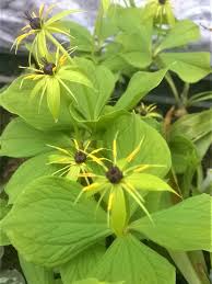 Attēlu rezultāti vaicājumam “Paris quadrifolia”