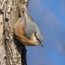 Attēlu rezultāti vaicājumam “Sitta europaea”