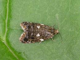 Attēlu rezultāti vaicājumam “Tortricidae”