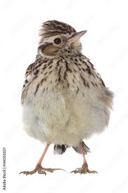 Attēlu rezultāti vaicājumam “Alauda arvensis”