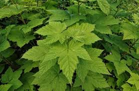 Attēlu rezultāti vaicājumam “Rubus parviflorus leaf”