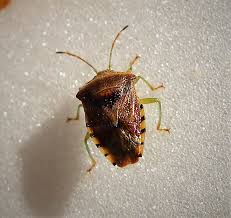 Attēlu rezultāti vaicājumam “Elasmucha grisea”