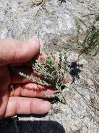 Attēlu rezultāti vaicājumam “Atriplex calotheca”