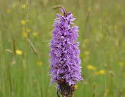 Attēlu rezultāti vaicājumam “Dactylorhiza fuchsii”