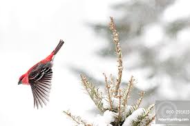 Image result for Pinicola enucleator