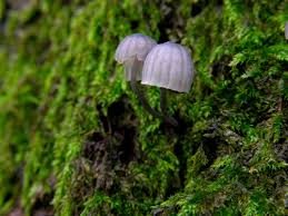 Attēlu rezultāti vaicājumam “Mycena pseudocorticola”