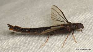 Attēlu rezultāti vaicājumam “Lymexylidae”