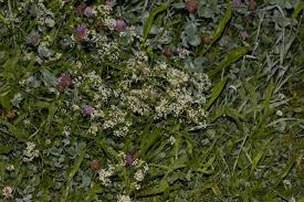 Attēlu rezultāti vaicājumam “Galium album fruit”