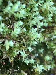 Attēlu rezultāti vaicājumam “Pohlia cruda”