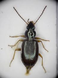 Attēlu rezultāti vaicājumam “Bembidion sp.”