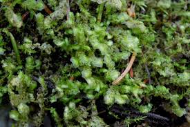 Attēlu rezultāti vaicājumam “Scapania undulata”