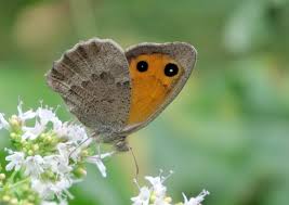 Attēlu rezultāti vaicājumam “Hyponephele lycaon”