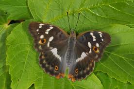 Attēlu rezultāti vaicājumam “Apatura iris female”