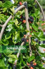 Attēlu rezultāti vaicājumam “Morus alba”