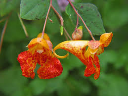 Attēlu rezultāti vaicājumam “Balsaminaceae”