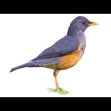 Attēlu rezultāti vaicājumam “Enteridium olivaceum”