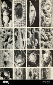Attēlu rezultāti vaicājumam “Diderma radiatum young”