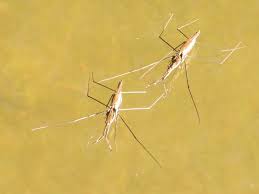 Attēlu rezultāti vaicājumam “Aquarius najas”