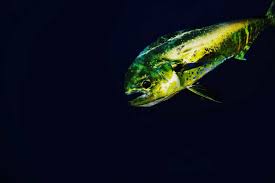 Image result for Coryphaena hippurus