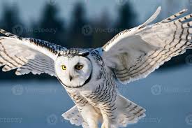 Image result for Bubo scandiacus