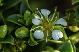 Attēlu rezultāti vaicājumam “Honckenya peploides flower”