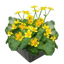 Attēlu rezultāti vaicājumam “Caltha palustris flower”