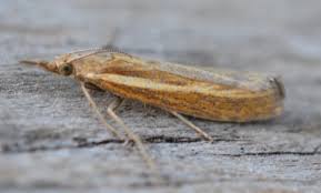 Attēlu rezultāti vaicājumam “Agriphila tristella”