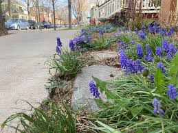 Attēlu rezultāti vaicājumam “Muscari neglectum”