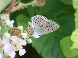 Attēlu rezultāti vaicājumam “Maculinea alcon female”