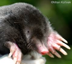 Attēlu rezultāti vaicājumam “Talpa europaea”