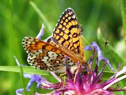 Attēlu rezultāti vaicājumam “Melitaea cinxia underside”