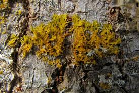 Attēlu rezultāti vaicājumam “Xanthoria candelaria”