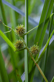 Attēlu rezultāti vaicājumam “Sparganium minimum fruit”