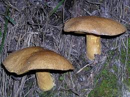 Attēlu rezultāti vaicājumam “Suillus variegatus”