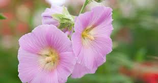 Attēlu rezultāti vaicājumam “Alcea rosea”