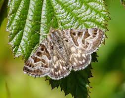 Attēlu rezultāti vaicājumam “Callistege mi”