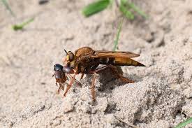 Attēlu rezultāti vaicājumam “Asilus crabroniformis”