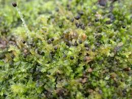 Attēlu rezultāti vaicājumam “Lophocolea minor”