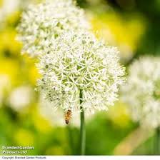 Attēlu rezultāti vaicājumam “Allium scorodoprasum leaf”