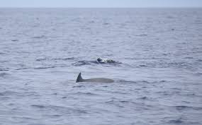 Image result for Mesoplodon bidens