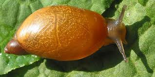 Attēlu rezultāti vaicājumam “Succinea”