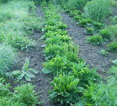 Attēlu rezultāti vaicājumam “Plantago major leaf”
