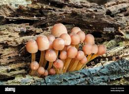 Attēlu rezultāti vaicājumam “Mycena renati”