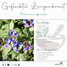 Image result for Lungenkraut